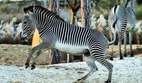 zebre_de_grevy_1485_validpzp3_grandin_mnhn_1440x850