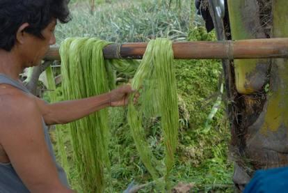 Dalle foglie dell’ananas arriva l’ecopelle Piñatex