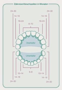 Dentizione: tempi e modi