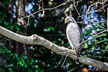 Falco dell'Amazzonia