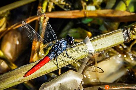 Viaggio in Amazzonia - Libellula rossa