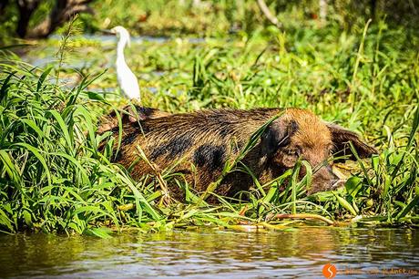 Viaggio in Amazzonia - Maiale nella foresta inondata