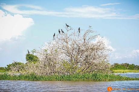 Viaggio in Amazzonia - Albero popolato da uccelli