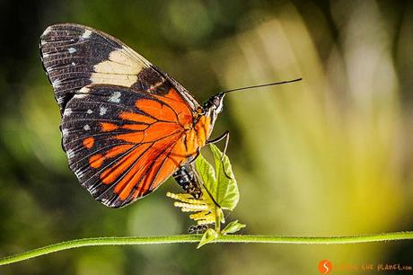 farfalla arancione dell'amazzonia