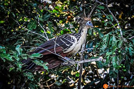 Uccello Hoatzin nella foresta amazzonica
