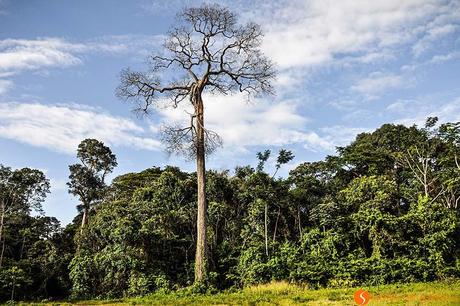 albero in amazzonia