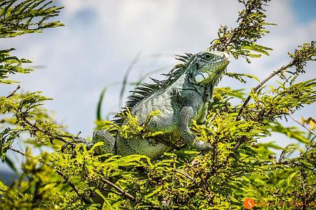 Viaggio in Amazzonia - Iguana che prende il sole