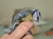 Avifauna Trasimeno progetto “Monitring”