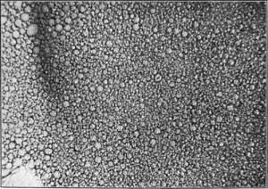 Un'emulsione al microscopio  Belle Lowe, Experimental Cookery From The Chemical And Physical Standpoint John Wiley & Sons (1937)