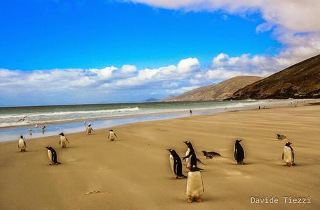 Visitare le Isole Malvinas o le Falkland