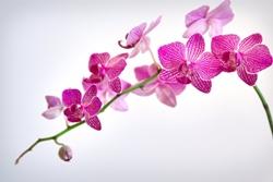 Rinvaso di orchidea