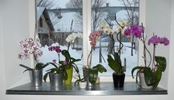 Orchidee su finestre