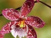 Fioritura orchidee