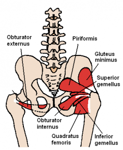 Posterior_Hip_Muscles_1