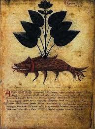 IL MANOSCRITTO VOYNICH