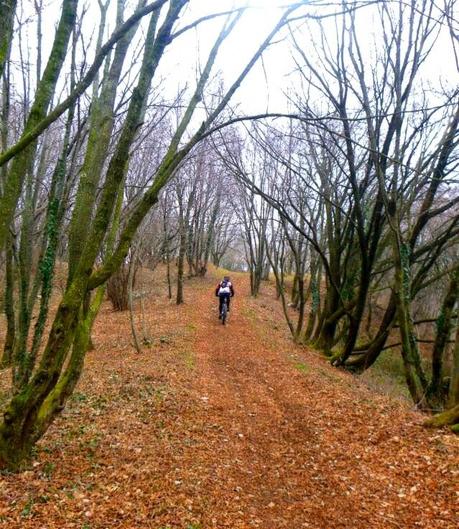 Mountain Bike overcoming fallen trees (1/3, 2015)