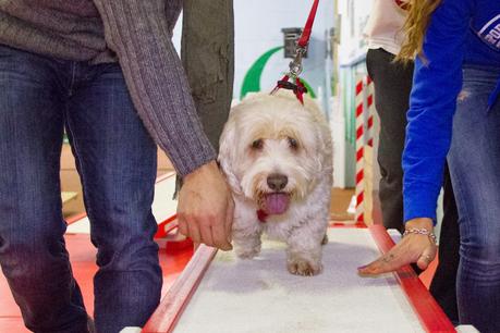 UNA GIORNATA CON BIRBA E ROYAL CANIN AL PALADOG DI COLOGNO MONZESE