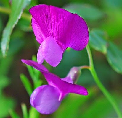 Piselli odorosi fatati-Abracadabra