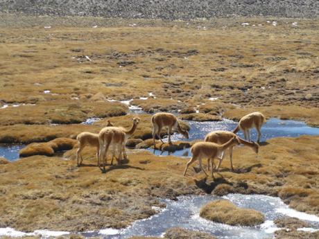 Cile del Nord – La natura mozzafiato del Parque Lauca