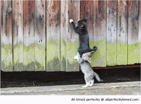 La foto più belle divertenti e particolari mai viste prima