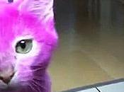 Dipinge gatto rosa festa: micio muore avvelenamento