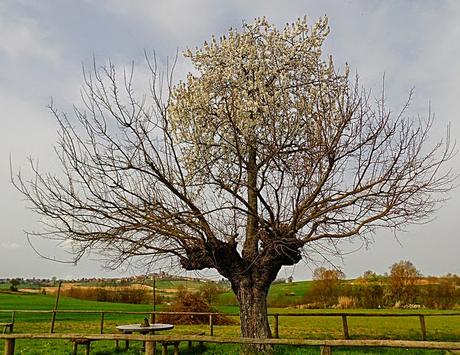 Lo strano Caso del Bialbero di Casorzo