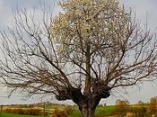 strano Caso Bialbero Casorzo