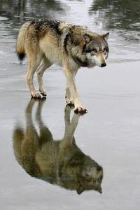 wolf reflection