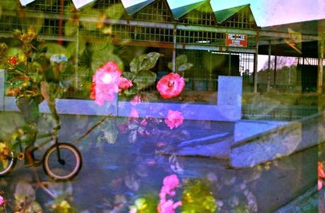 Film Swap con Alice Pam - Italia / Nuova Zelanda Film Swap con Alice Pam - Italia / Nuova Zelanda