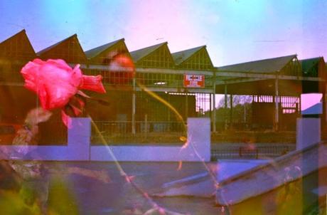 Film Swap con Alice Pam - Italia / Nuova Zelanda Film Swap con Alice Pam - Italia / Nuova Zelanda