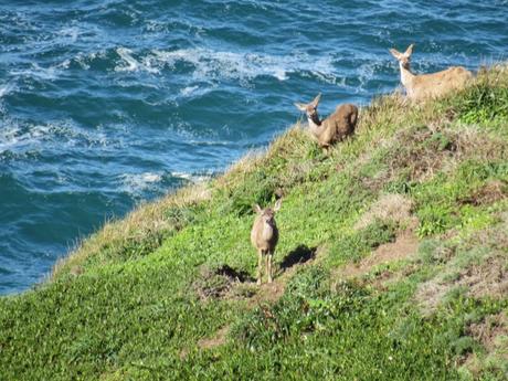 Point Reyes/1: Gita al faro