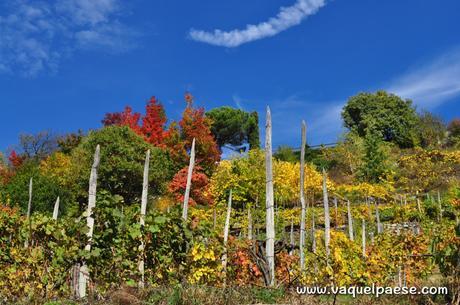 La Via dei Terrazzamenti: itinerari slow in Valtellina via dei terrazzamenti valtellina