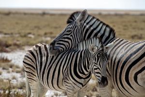 Etosha Zebra