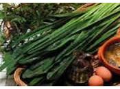 Acquacotta maremmana