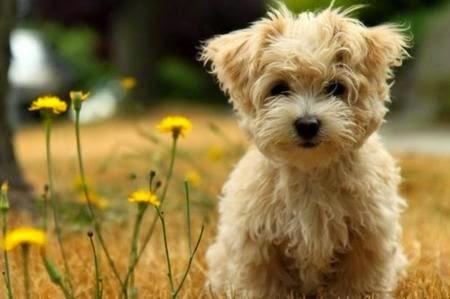 Cani e Gatti: rimedi naturali ai Reumatismi