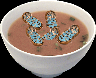 Zuppa di Mitocondri