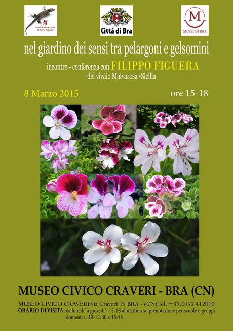 I profumati pelargoni e gelsomini di Filippo Figuera di Giarre