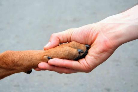 Cane gettato finestrino, Collezione i Cuccioli, zampa amica