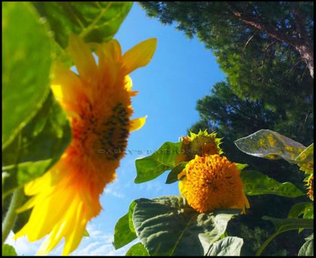 fiori auguri