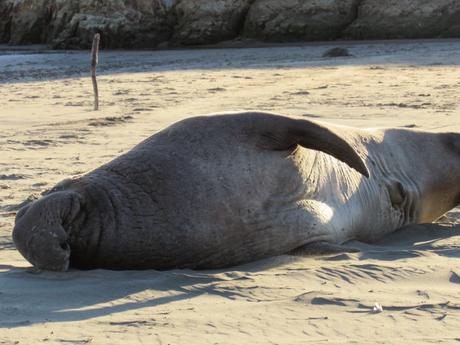 Point Reyes/2. Le elefantesse marine