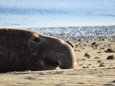 Point Reyes/2. Le elefantesse marine