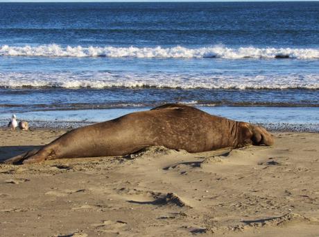 Point Reyes/2. Le elefantesse marine