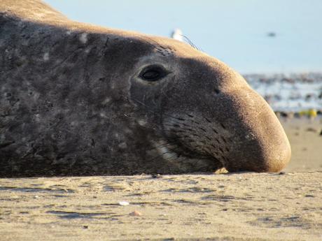 Point Reyes/2. Le elefantesse marine