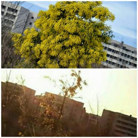 Lo scempio degli alberi di mimose. Ecco tutte le foto. Arbusti devastati per vendere rametti ai semafori. E voi, complici, comprate