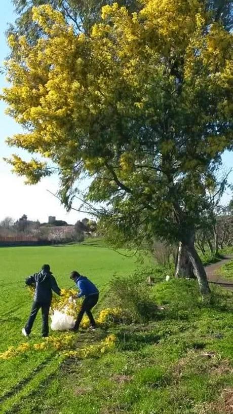 Lo scempio degli alberi di mimose. Ecco tutte le foto. Arbusti devastati per vendere rametti ai semafori. E voi, complici, comprate