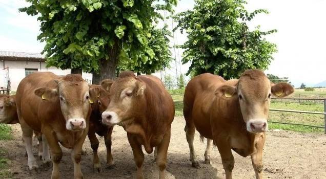 Società Agricola BOSCHI - Verderio Superiore (LC)