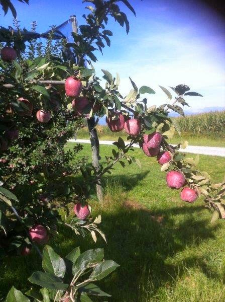 Azienda Agricola ISOARDI ANDREA (Scarnafigi - CN)