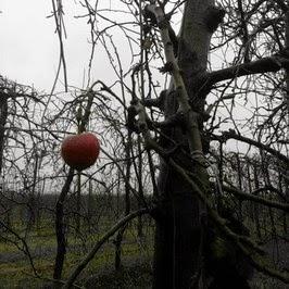 Azienda Agricola ISOARDI ANDREA (Scarnafigi - CN)