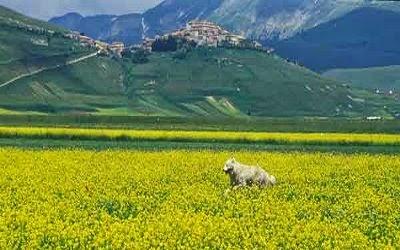 Valnerina