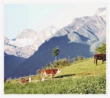 Azienda Agricola la Brenva